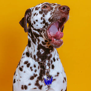 PET TAG - Hard Jewelry™