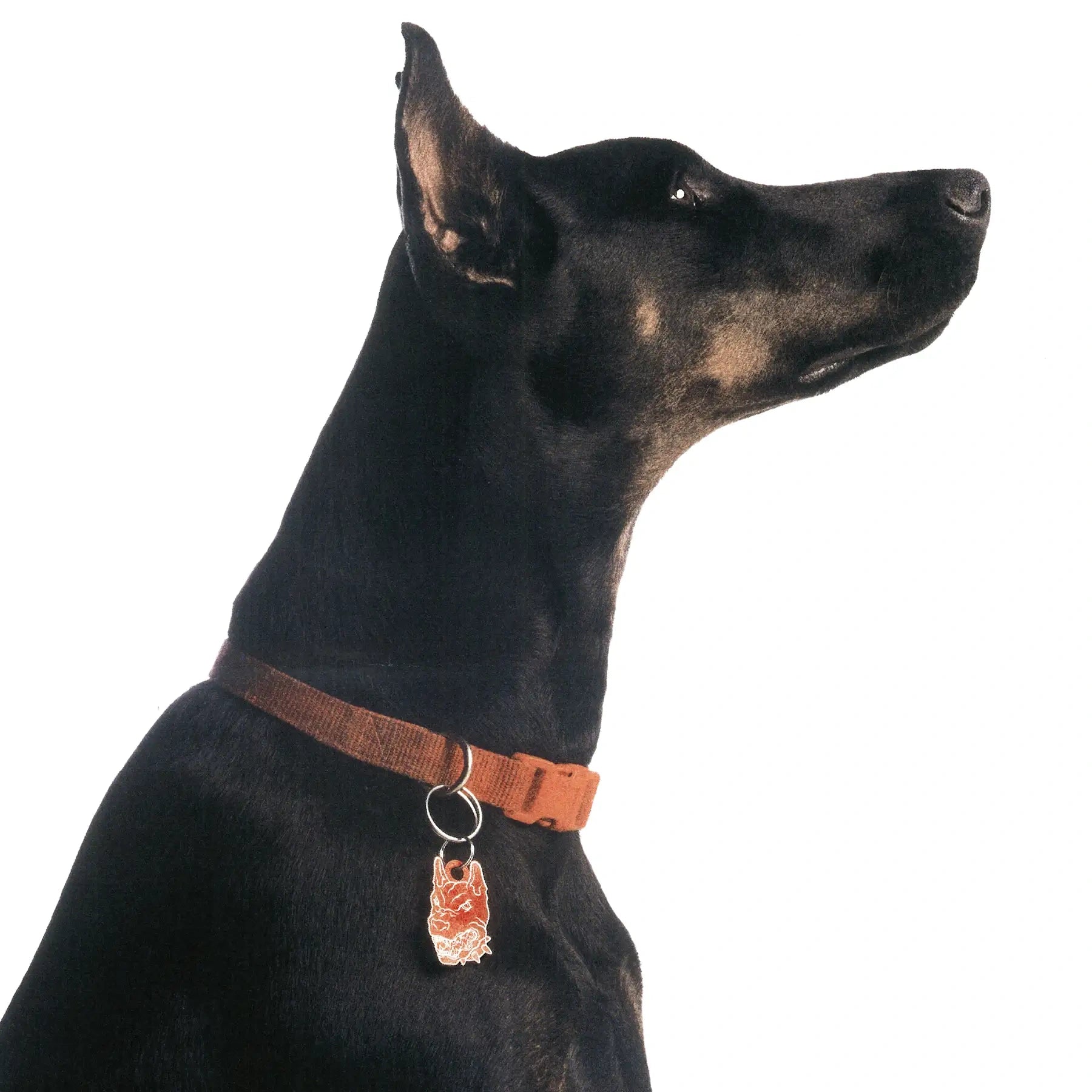 PET TAG - Hard Jewelry™