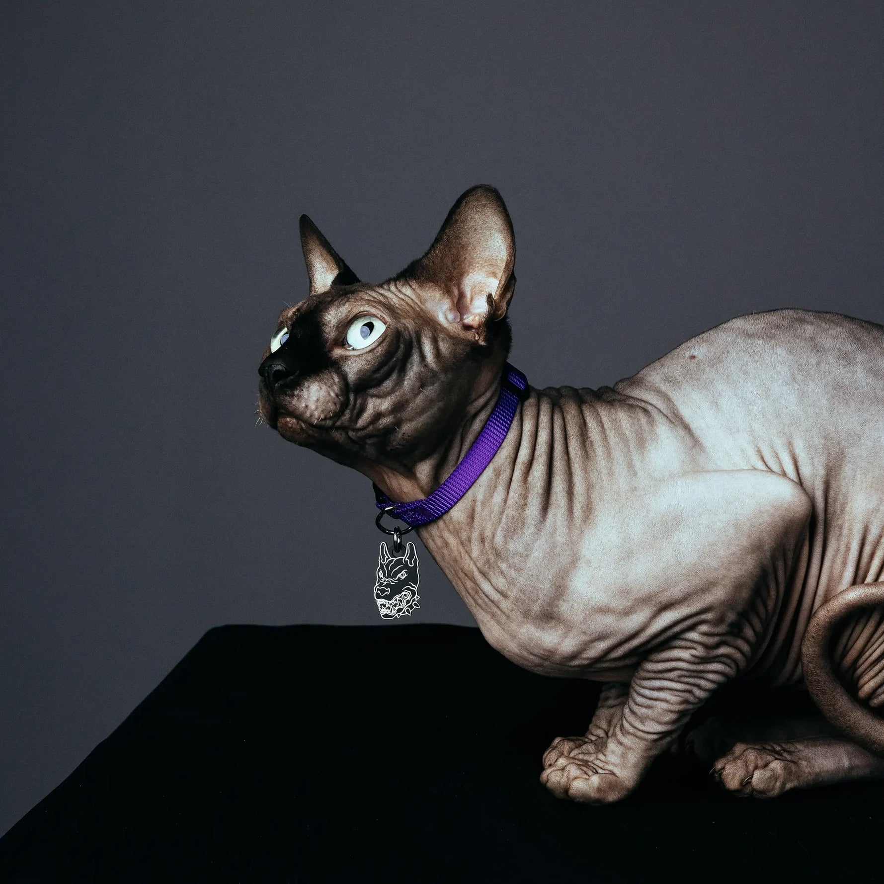 PET TAG - Hard Jewelry™