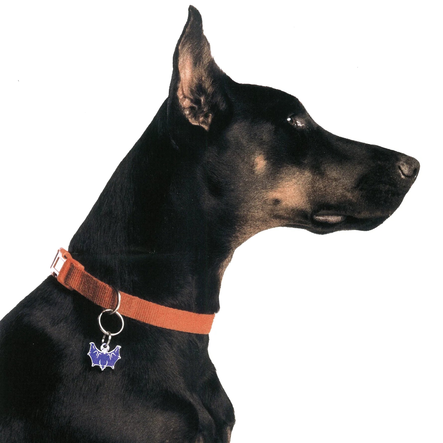 PET TAG - Hard Jewelry™