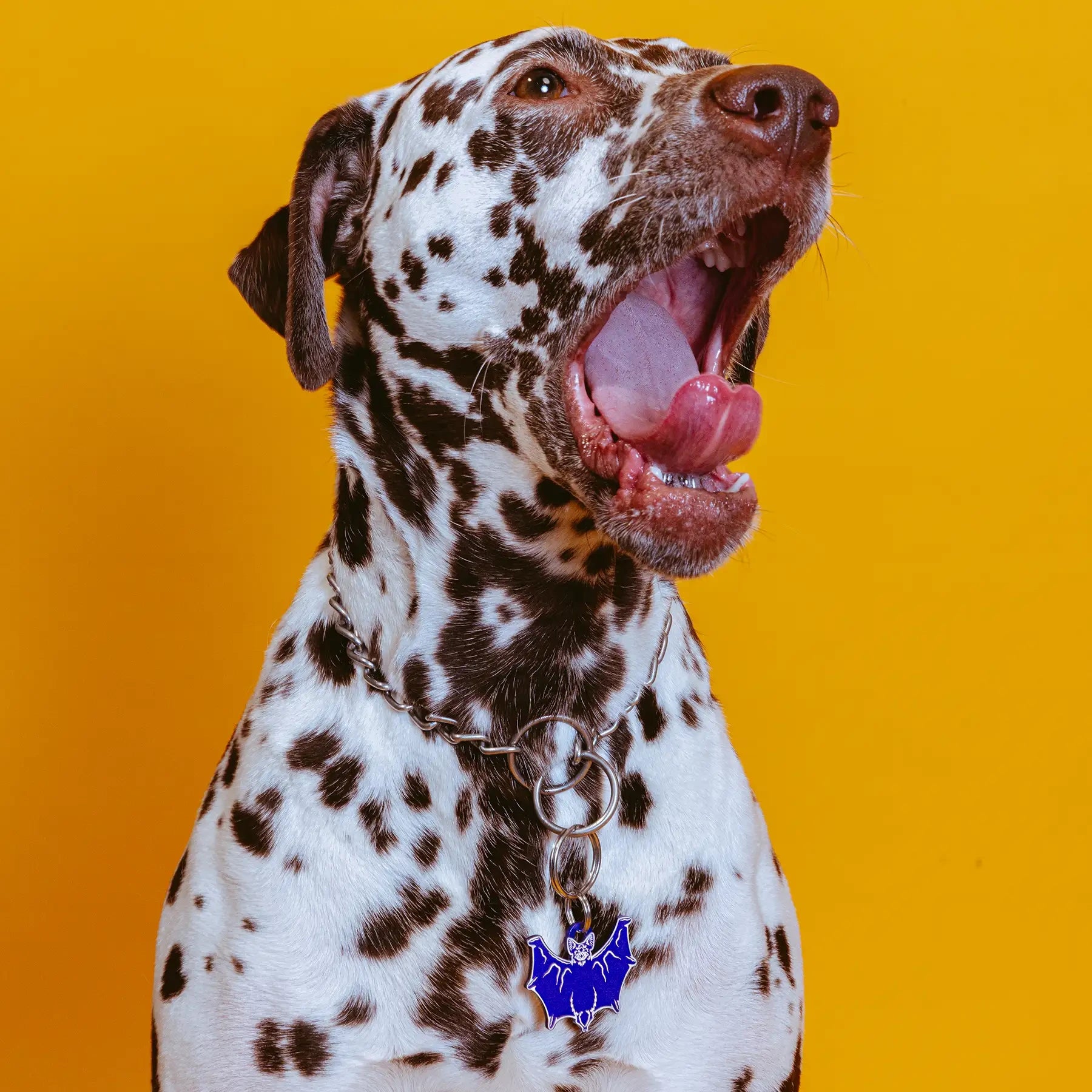 PET TAG - Hard Jewelry™