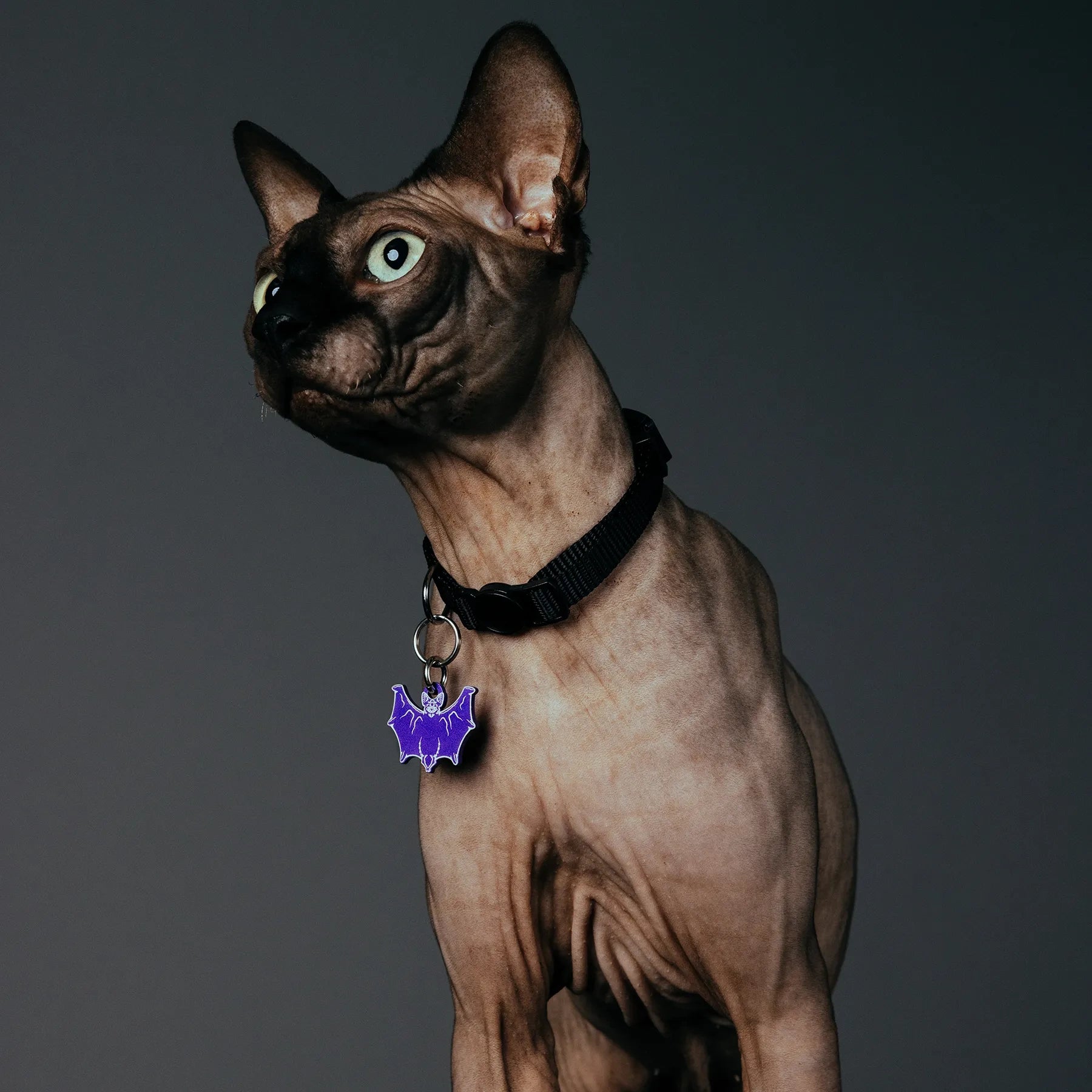 PET TAG - Hard Jewelry™