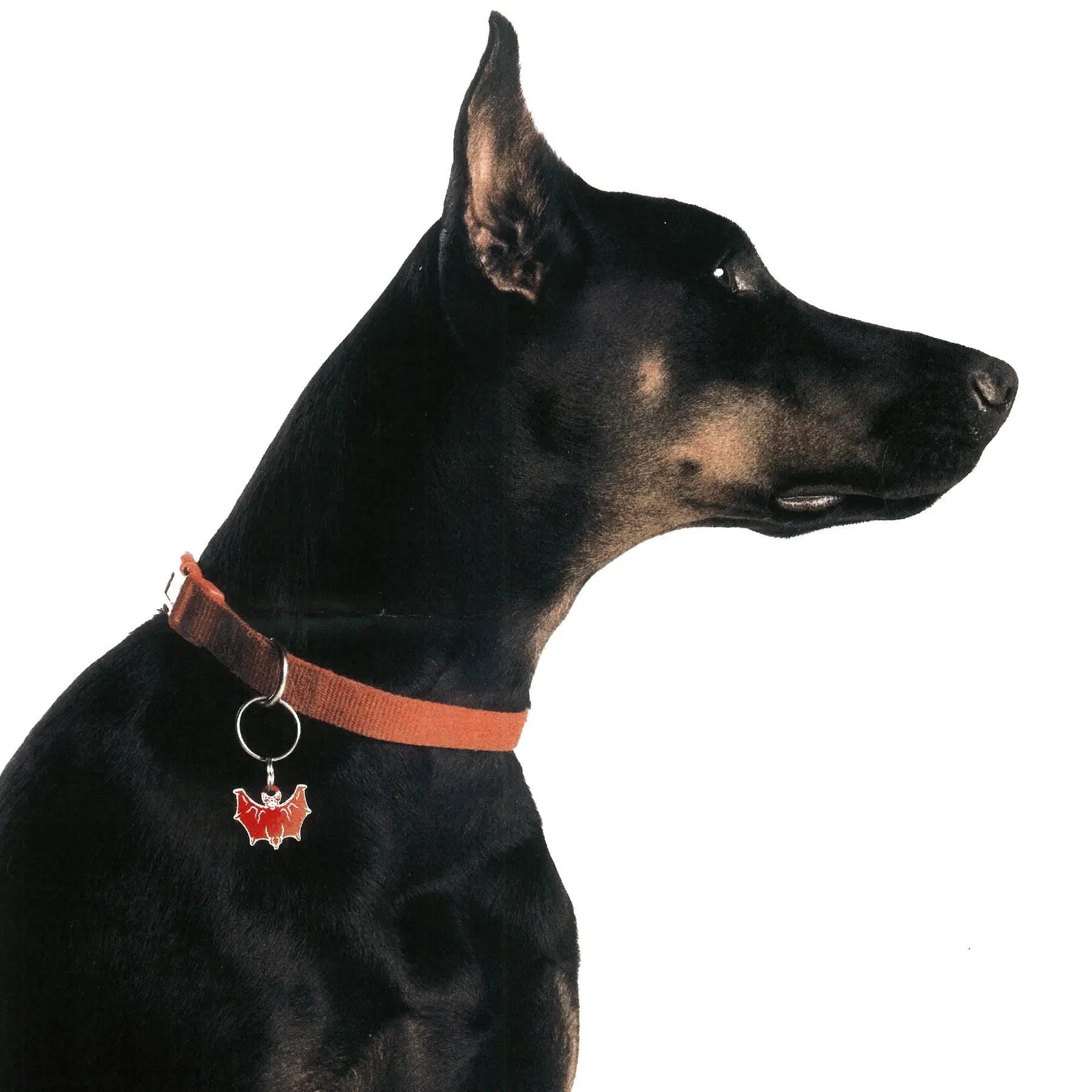 PET TAG - Hard Jewelry™