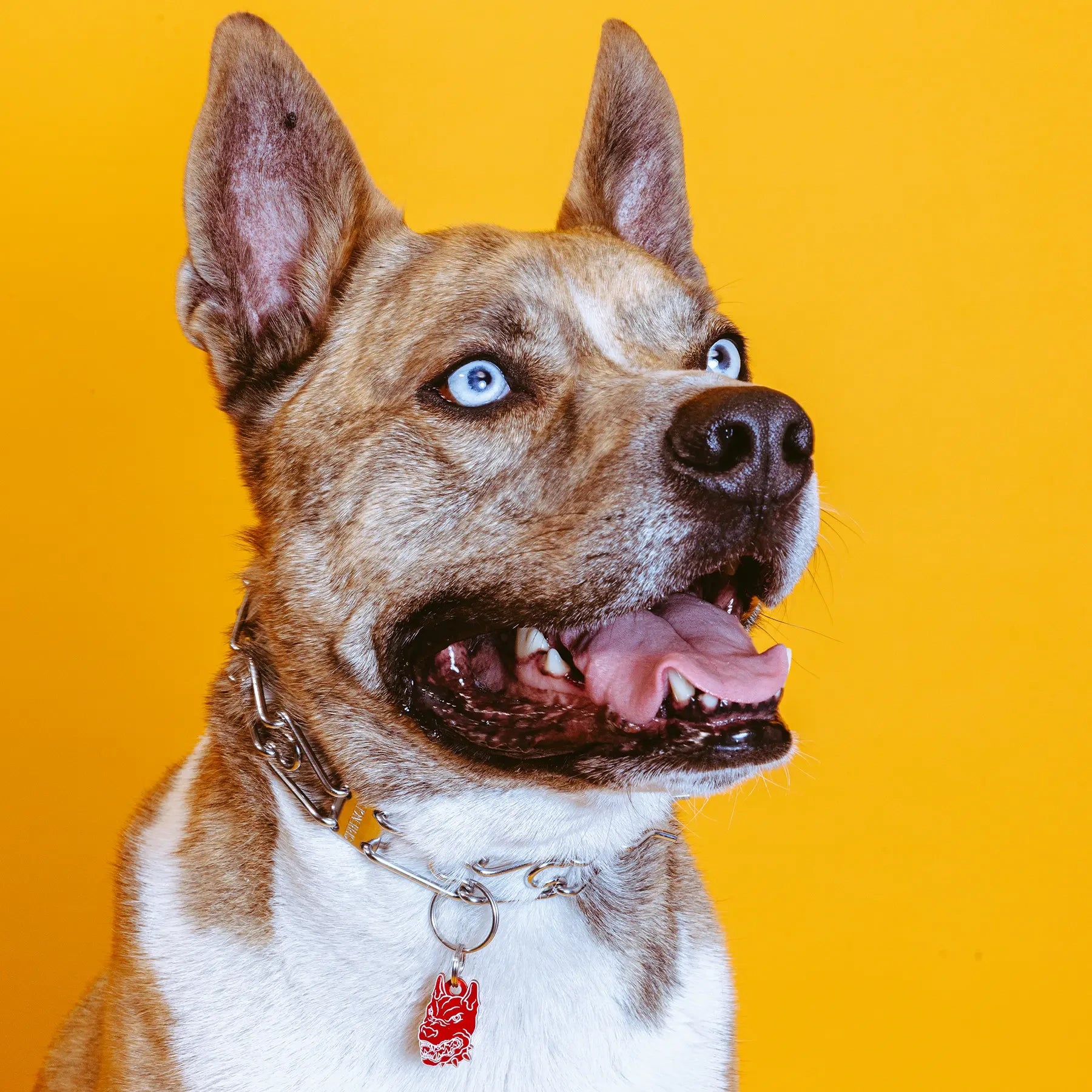 PET TAG - Hard Jewelry™