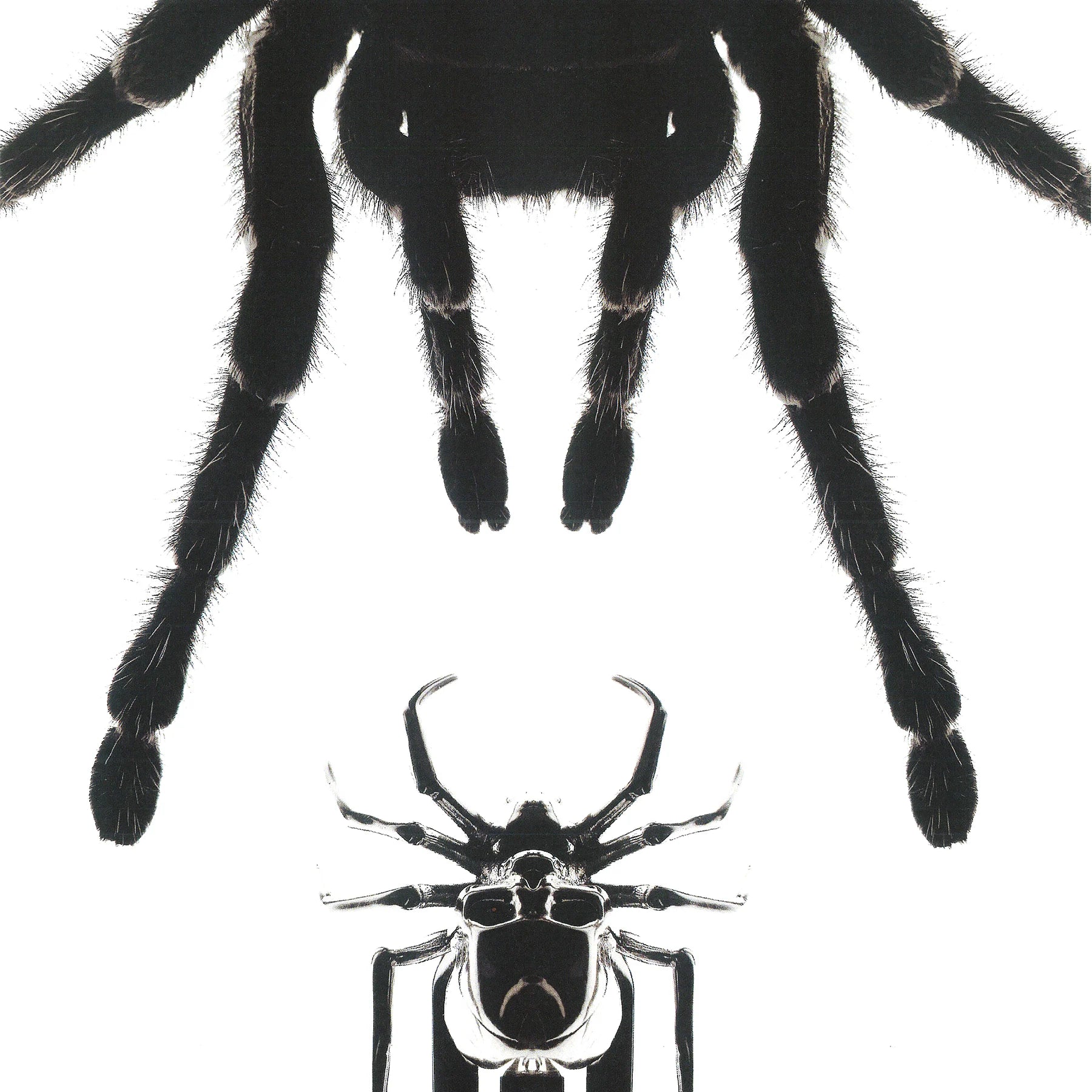 SPIDER HAIR CLIP - Hard Jewelry™